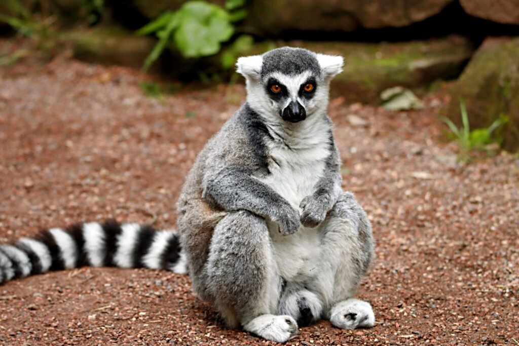 Madagascar