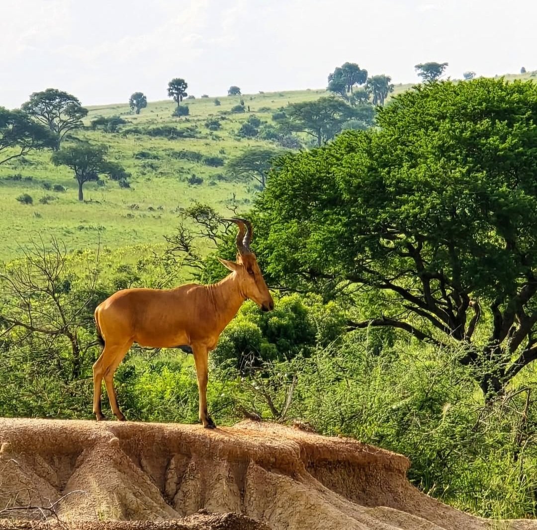 Uganda