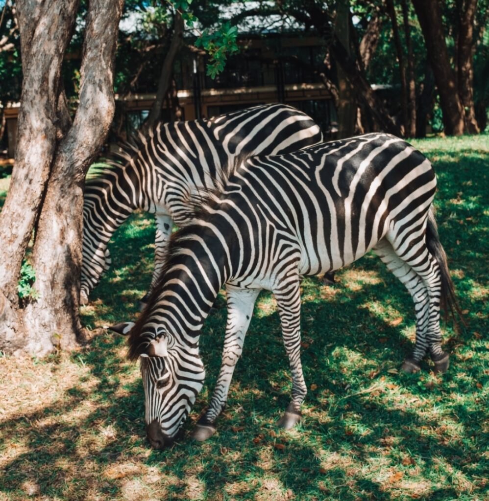 Zambia